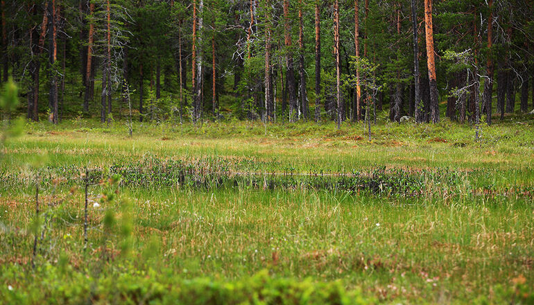 ängsmark och skog