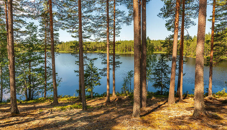 skog vid vatten