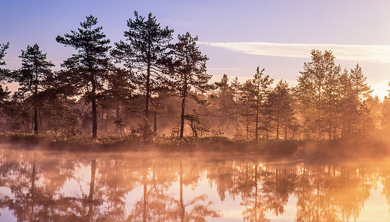 Natur med tallar som speglas i vatten