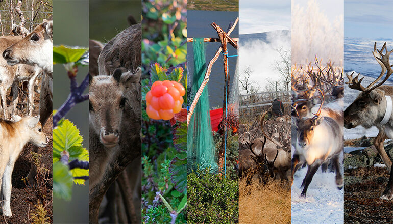 collage med bilder från olika årstider