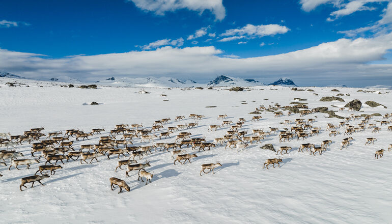 renhjord på snöfält