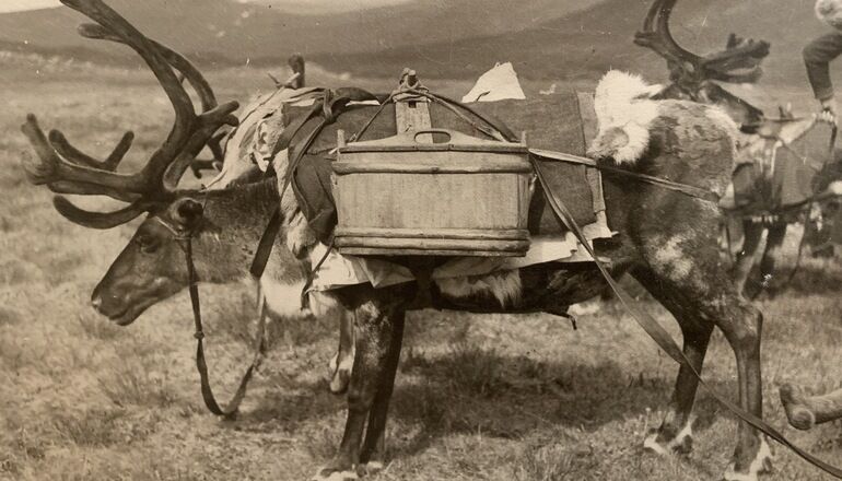 svartvit bild på ren med packning