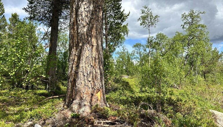 gammal tall och fjällbjörkar i fjällnära skog