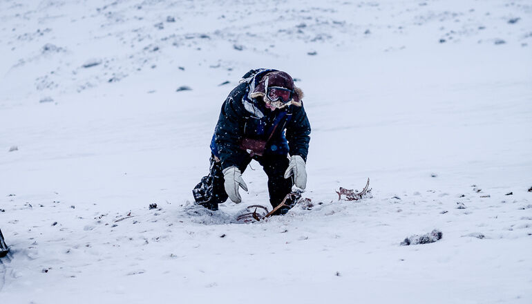 kadaver av ren i snö