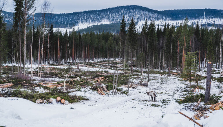 avverkad skog och två renar