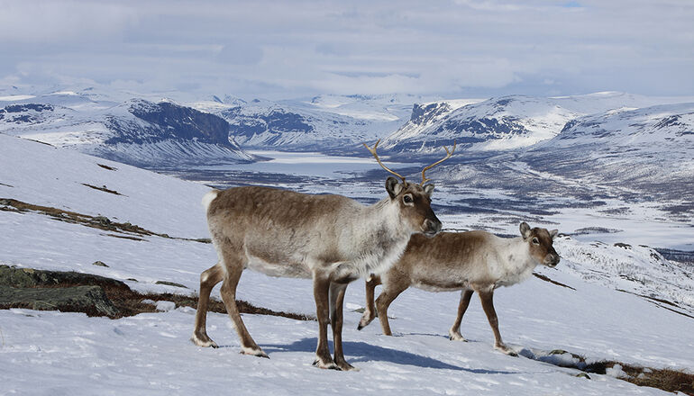 Renar på fjället i vinterlandskap